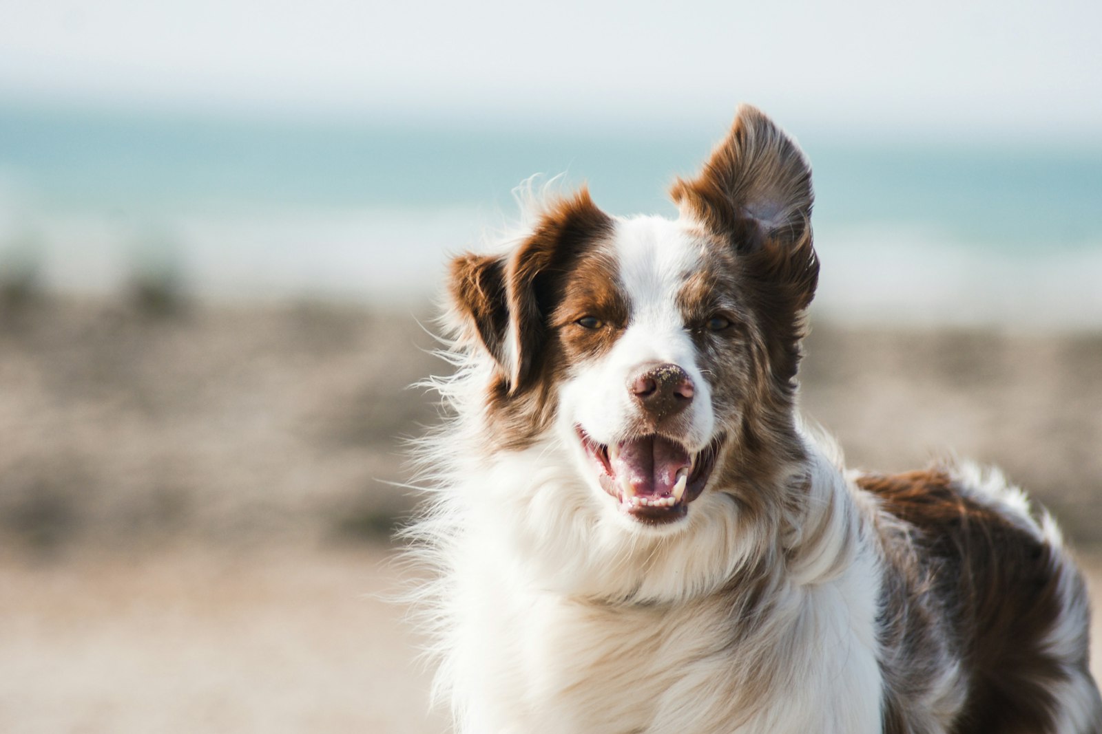 Dog Bite Laws in 2026: Your Complete Guide to Victim Rights and Compensation